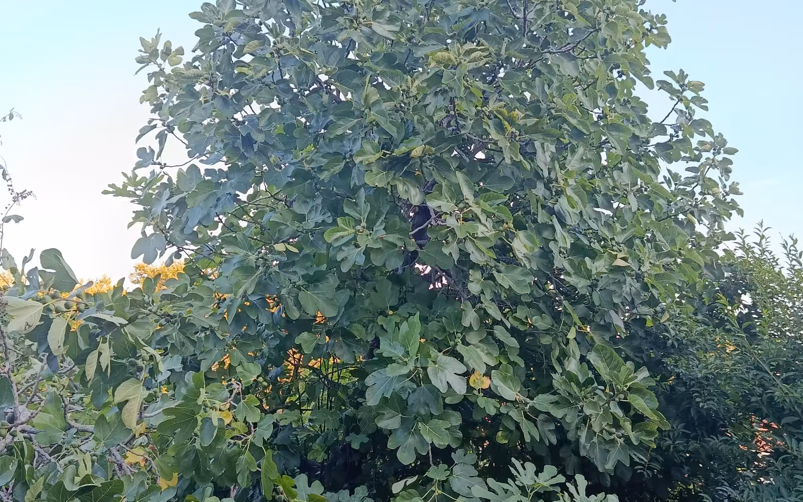 Figuier de plusieurs mètres de haut penché au-dessus d'une clôture de jardin