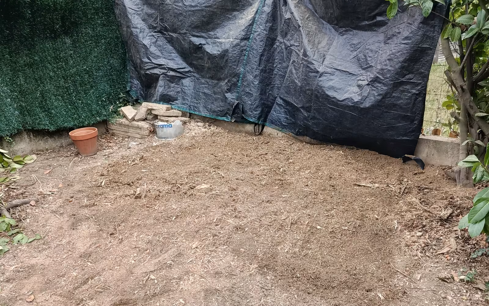Fond de jardin remis à plat après rognage, sol couvert de copeaux de bois